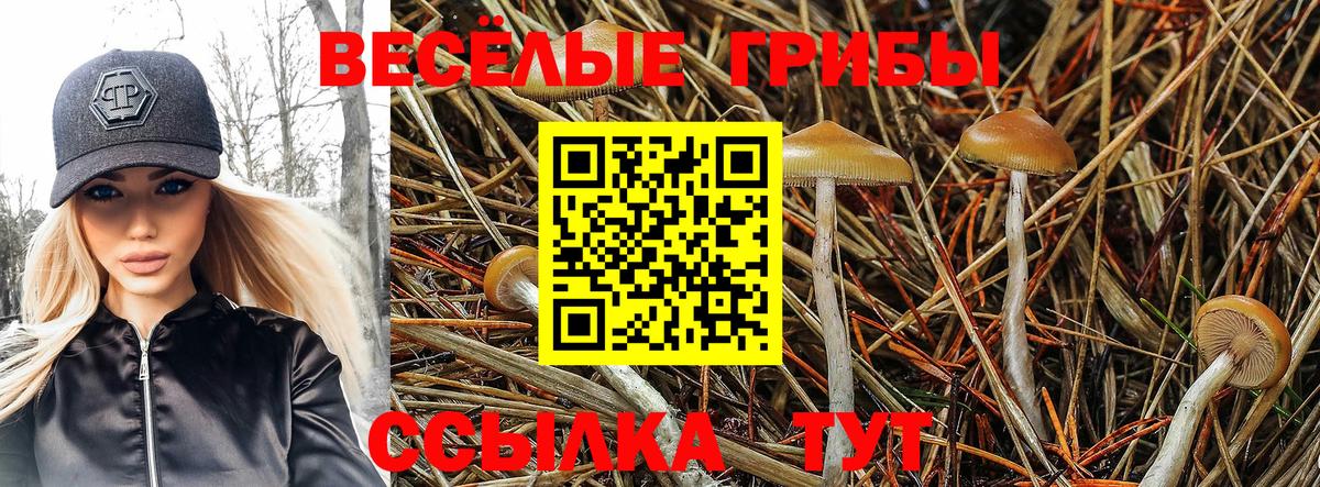Псилоцибиновые грибы Psilocybine cubensis  Междуреченск 
